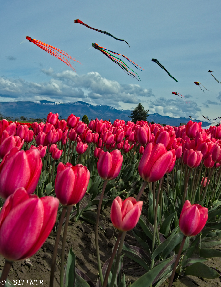 Skagit Valley Tulip Festival Sequim Daily Photo