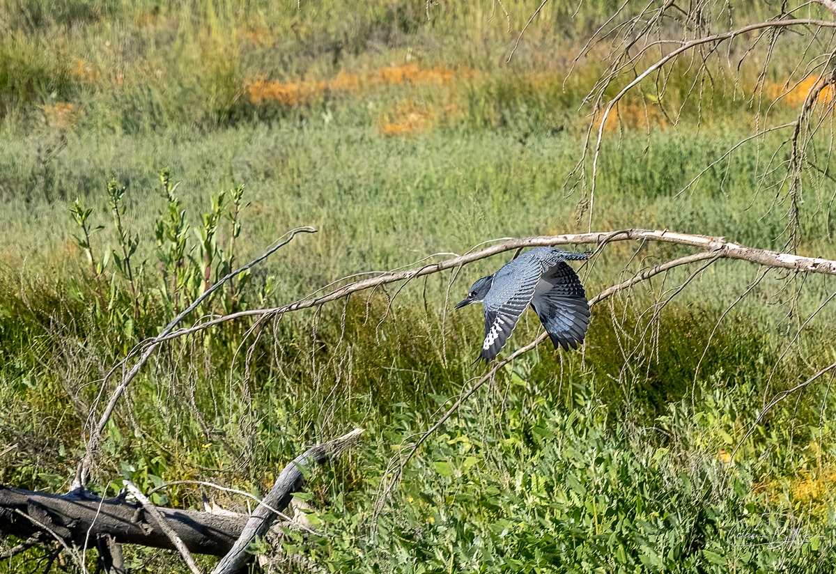 kingfisher-in-flight-sequim-daily-photo