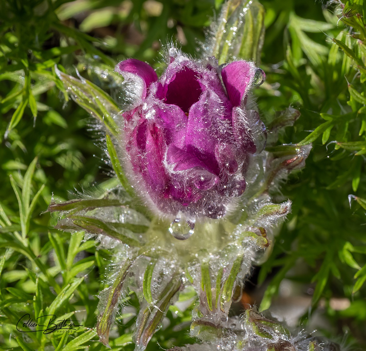 frostbite-flower-sequim-daily-photo