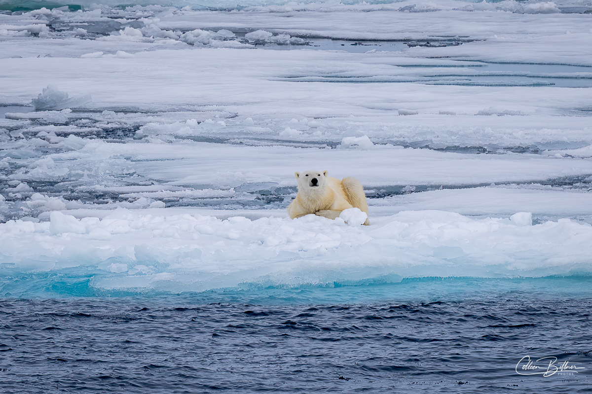 Wildlife Wednesday–Polar bear 2022 – Sequim Daily Photo