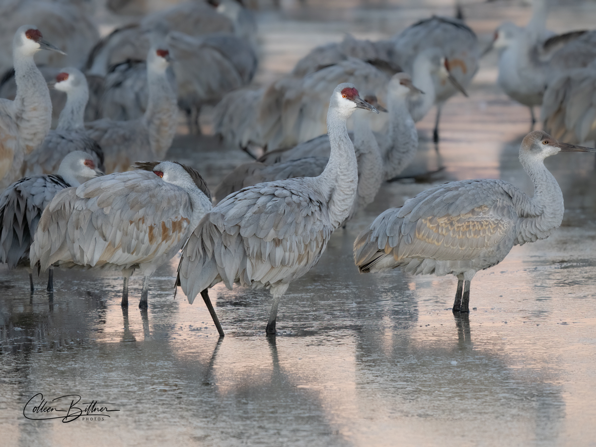 Frozen birds in Bosque del Apache – Sequim Daily Photo