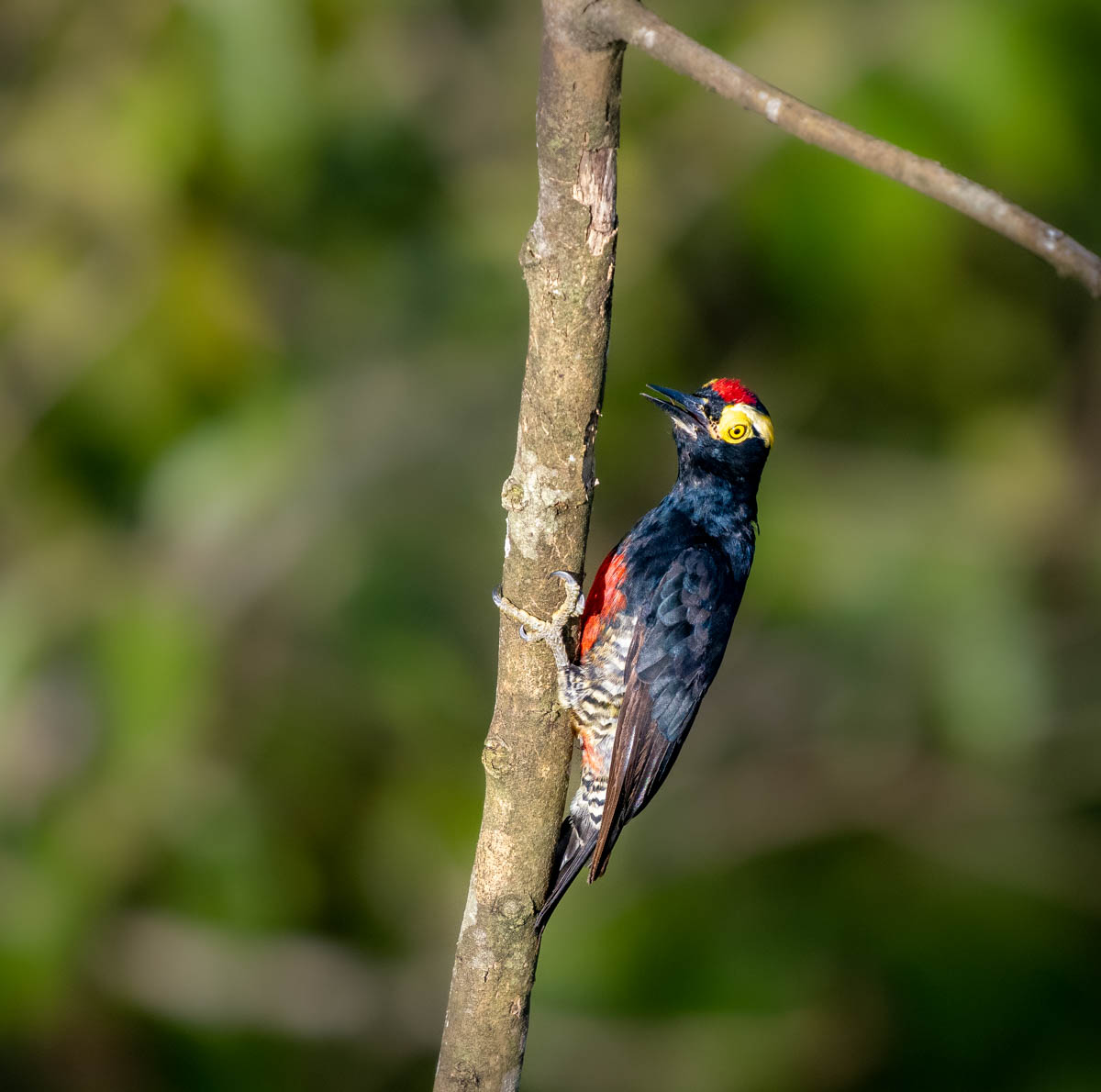 Amazon-Woodpecker – Sequim Daily Photo