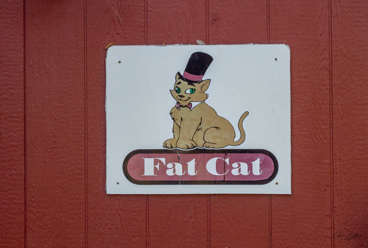 Fat Cat Lavender farm – Sequim Daily Photo