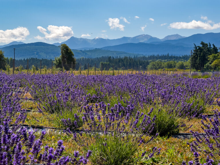 Lavender Festival Sequim Daily Photo