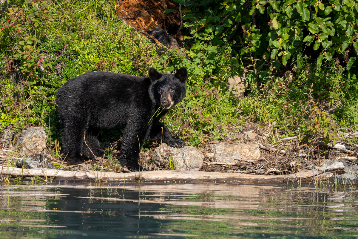 Black Bear – Sequim Daily Photo