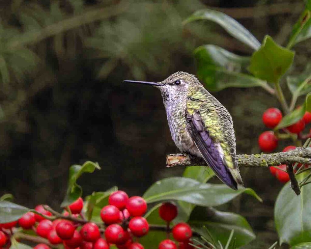 Anna's Hummingbird